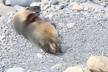 Fototapeta premium Neuseeländischer Seebär / New Zealand fur seal / Arctocephalus forsteri
