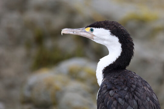 Elsterscharbe / Australian pied cormorant / Phalacrocorax varius