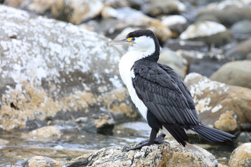 Elsterscharbe / Australian pied cormorant / Phalacrocorax varius