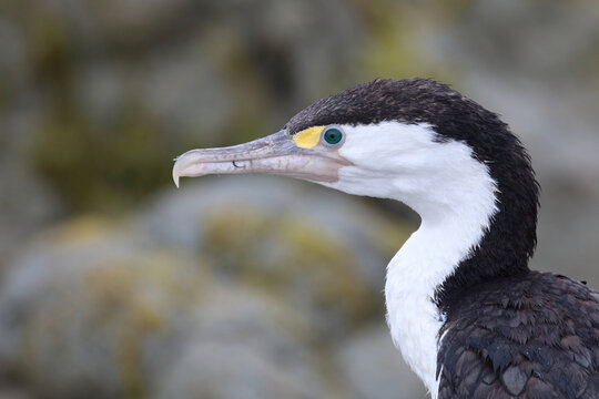 Elsterscharbe / Australian pied cormorant / Phalacrocorax varius