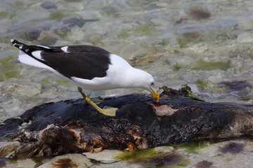 Dominikanerm&ouml;we / Southern black-backed gull / Larus dominicanus..