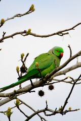 Bright green parakeet perched on budding tree
A vivid green parakeet with a red beak rests on a tree branch with fresh buds, signaling the start of spring.
