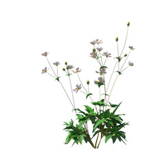 Anemone hupehensis, Anemone x hybrida, Japanese anemone, evergreen, small tree, bush, light for daylight, easy to use, 3d render, isolated