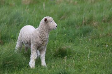Naklejka premium Romneyschaf / Romney sheep / Ovis.