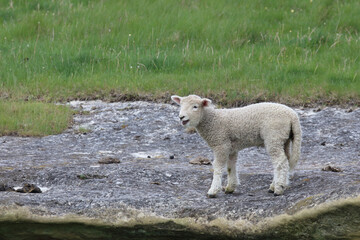 Fototapeta premium Romneyschaf / Romney sheep / Ovis.