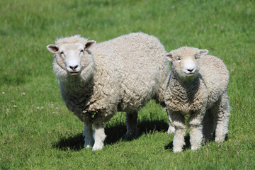 Obraz premium Romneyschaf / Romney sheep / Ovis.