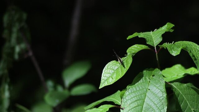 Speckled Wood butterfly (Pararge aegeria) taking off from a nettle leaf
