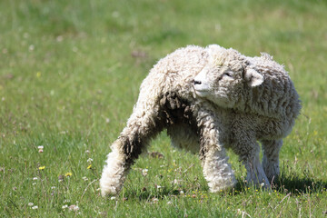 Romneyschaf / Romney sheep / Ovis.