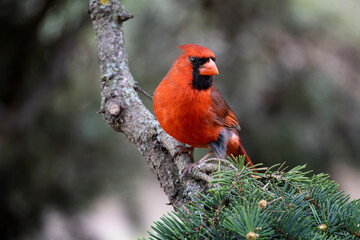 Beautiful bright red male northern cardinal Cardinalis cardinalis perched on a coniferous branch