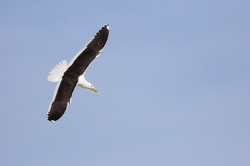 Dominikanermöwe / Southern black-backed gull / Larus dominicanus.