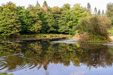 Fototapeta premium A pond with a few trees in the background