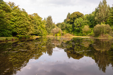 A pond with trees in the background
