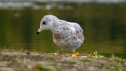 Fototapeta premium Seagulls staying on grassland by water for resting