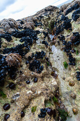 A rocky shoreline is covered in a variety of sea creatures