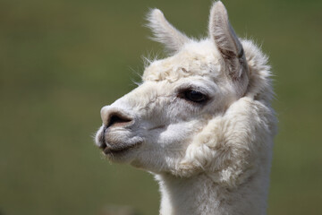 Obraz premium Alpaka / Alpaca / Vikugna pacos