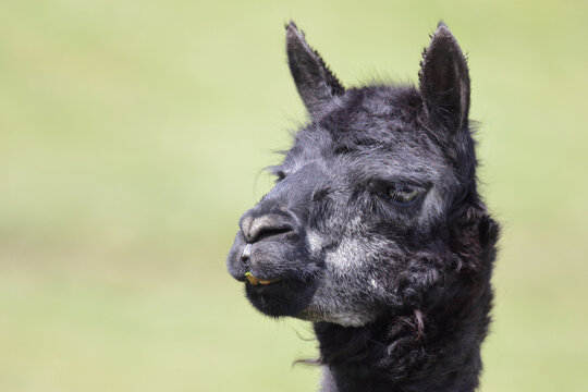 Alpaka / Alpaca / Vikugna pacos