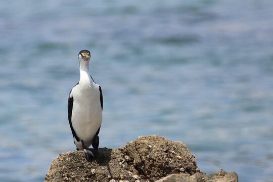 Elsterscharbe / Australian pied cormorant / Phalacrocorax varius