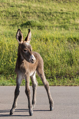 Burro foal 