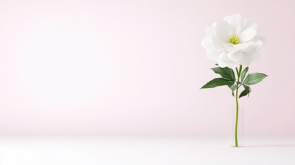 Fototapeta premium A single white peony, with vibrant green leaves, stands in a clear vase against a pale pink backdrop. The image is minimalist, featuring soft lighting and high resolution. The style is clean and ele