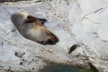 Fototapeta premium Neuseeländischer Seebär / New Zealand fur seal / Arctocephalus forsteri.