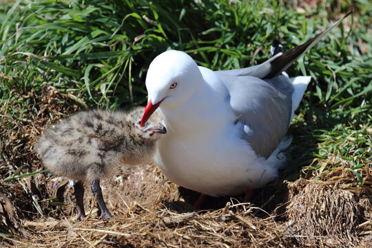 Rotschnabelm&ouml;we / Red-billed gull / Larus scopulinus.