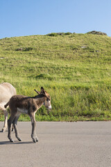 Burro foal with mother