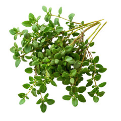 A Cluster of Fresh Thyme Leaves Isolated on Transparent Background