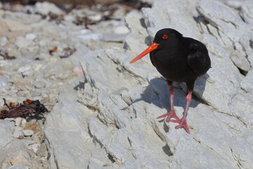 Neuseeländischer Austernfischer / Variable oystercatcher / Haematopus unicolor