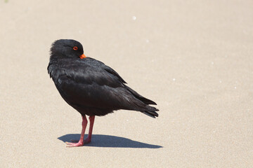 Neuseeländischer Austernfischer / Variable oystercatcher / Haematopus unicolor