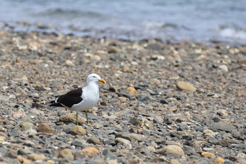 Dominikanermöwe / Southern black-backed gull / Larus dominicanus
