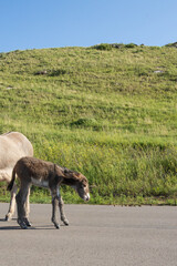 Burro foal with mother