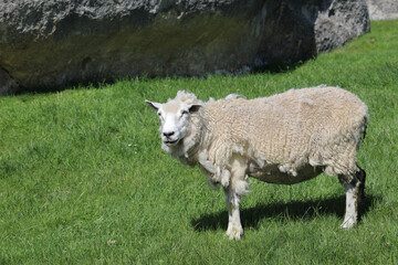 Romneyschaf / Romney sheep / Ovis.