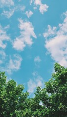 A serene view of a clear blue sky dotted with fluffy white clouds, framed by lush green tree branches, creating a tranquil outdoor ambiance perfect for relaxation or nature-themed projects