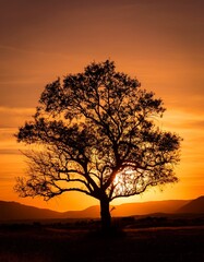 Silhouette of a Tree on Sunset Orange Background