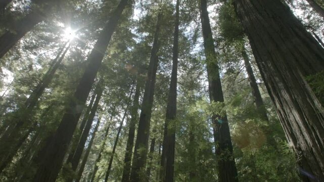 Redwood Grove looking up in California 2014
