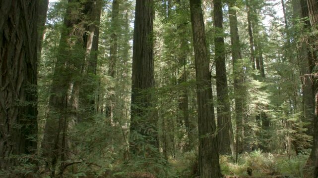 Redwood Grove sideways 2in California 2014