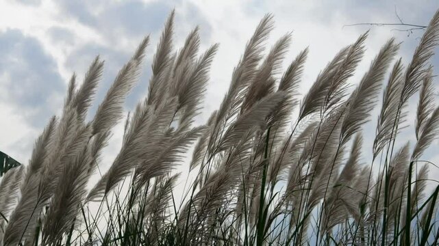 flowers of the reed plant (Saccharum spontaneum) blown by the wind