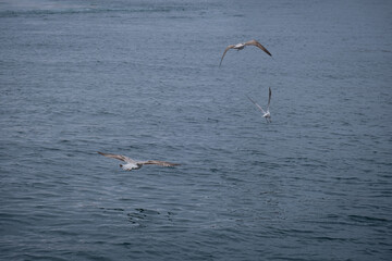 seagulls gliding over the sea.