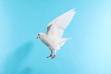 Fototapeta premium Beautiful white dove flying on light blue background