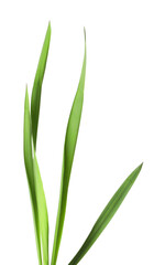 Blades of green grass isolated on white