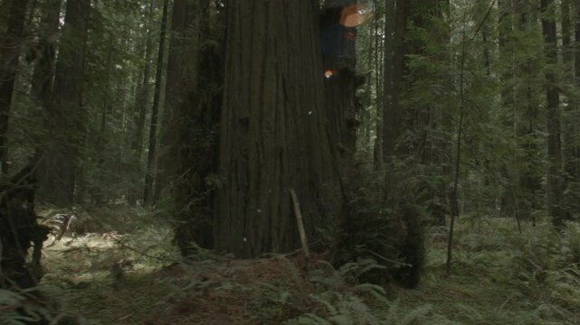 Redwood Grove in California 2014 Sideways