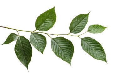 Fototapeta premium Green leaves of palm tree isolated on white background with cut path PNG