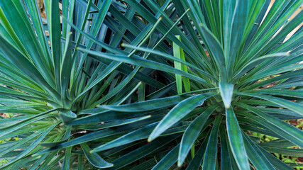 Fototapeta premium palm tree leaves