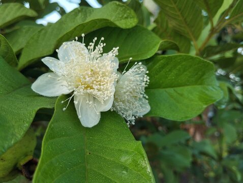 Guava flowers or Psidium guajava still on tree in outdoor garden 