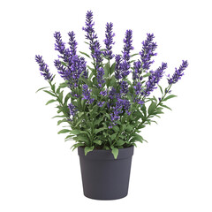 Obraz premium A 3D Potted Lavender Plant with Fragrant Purple Flowers Isolated on Transparent Background