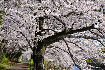 桜満開