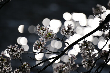 桜満開