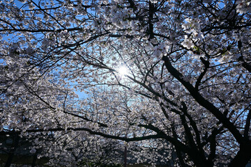 桜満開