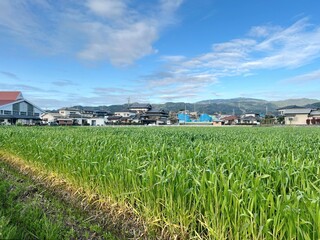 日本の農村の風景