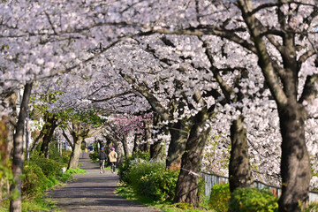 桜満開